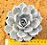 Echeveria snow bunny - Imagem 1