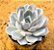 Echeveria snow bunny - Imagem 3