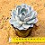 Echeveria snow bunny - Imagem 2