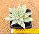 Echeveria subalpina var. perote - Imagem 1