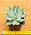 Echeveria subalpina var. perote - Imagem 4