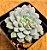 Echeveria subcorymbosa - Imagem 2