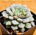 Echeveria subcorymbosa - Imagem 1