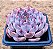 Echeveria texensis rosea - Imagem 2