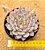 Echeveria texensis rosea - Imagem 1
