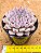 Echeveria texensis rosea - Imagem 3