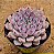 Echeveria texensis rosea - Imagem 4