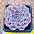 Echeveria texensis rosea - Imagem 1