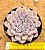Echeveria texensis rosea - Imagem 2