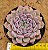 Echeveria texensis rosea - Imagem 1
