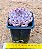 Echeveria texensis rosea - Imagem 3