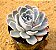 Echeveria tinnie burger - Imagem 2