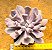 Echeveria topsy debbie - "Cupido" / "Cupid" - Imagem 1