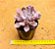 Echeveria topsy debbie - "Cupido" / "Cupid" - Imagem 3