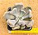Echeveria topsy debbie - "Cupido" / "Cupid" - Imagem 3