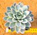 Echeveria violet - Imagem 2