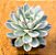 Echeveria violet - Imagem 1