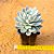 Echeveria violet - Imagem 3