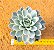 Echeveria violet - Imagem 4
