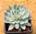 Echeveria violet - Imagem 1