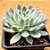 Echeveria violet - Imagem 2