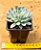 Echeveria violet - Imagem 3