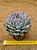 Echeveria violet - Imagem 2