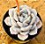 Echeveria white rabit - Imagem 1