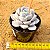 Echeveria white rabit - Imagem 3