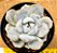 Echeveria white rabit - Imagem 1