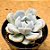 Echeveria white rabit - Imagem 2