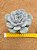 Echeveria white rabit - Imagem 1