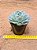 Echeveria yoyo - Imagem 6