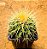 Echinocactus grusonii - "assento-de-sogra" / "poltrona-de-sogra" - Imagem 1