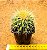 Echinocactus grusonii - "assento-de-sogra" / "poltrona-de-sogra" - Imagem 3