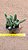 Echinopsis chamaecereus - Imagem 1