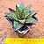 Gasteraloe flow - Imagem 2