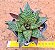 Gasteraloe flow - Imagem 1