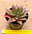 Gasteraloe flow - Imagem 2