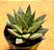 Gasteraloe flow - Imagem 2