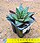 Gasteraloe flow - Imagem 5