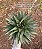 Gasteraloe flow - Imagem 7