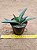 Gasteria acinacifolia - Imagem 1