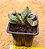 Gasteria gracilis - Imagem 3