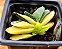 Gasteria gracilis variegata - Imagem 2