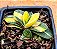 Gasteria gracilis variegata - Imagem 1
