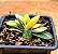 Gasteria gracilis variegata - Imagem 2