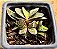 Gasteria gracilis variegata - Imagem 2
