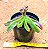 glottiphyllum linguiforme - Imagem 2