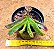 glottiphyllum linguiforme - Imagem 1